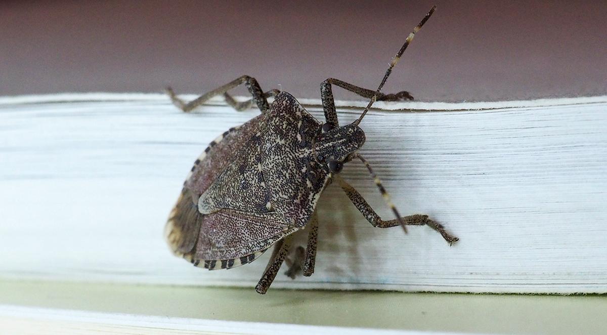 Pest Control in State Road, NC