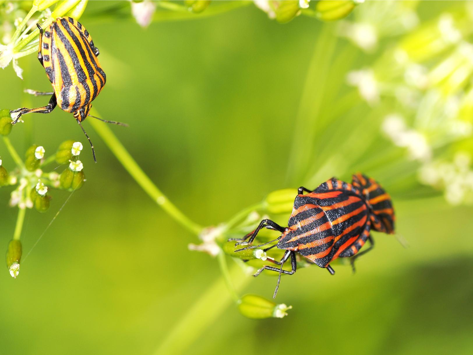 Pest control vilas nc