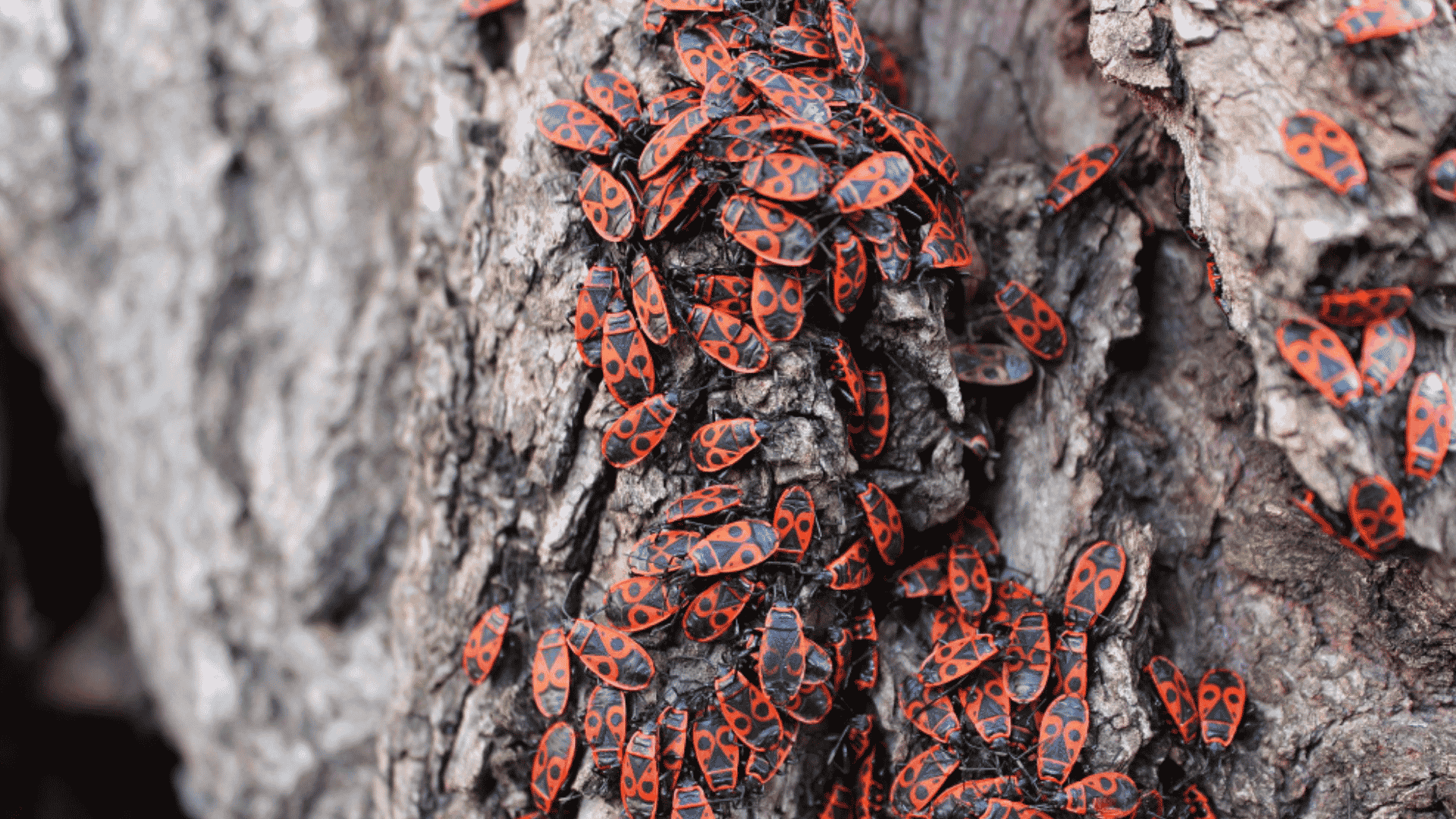 Pest Control in Yadkinville, NC