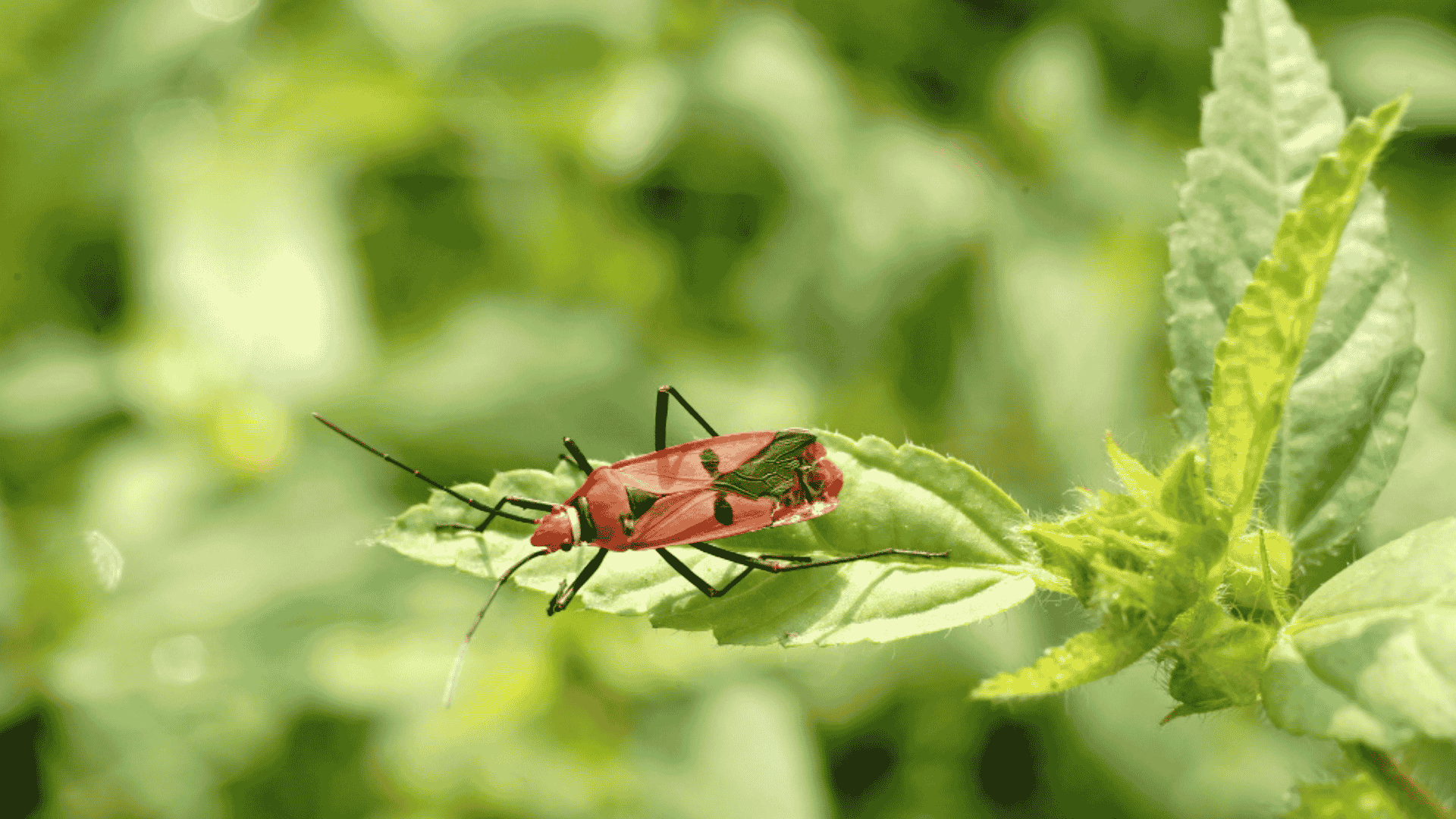 Pest Control in Yadkin County, NC