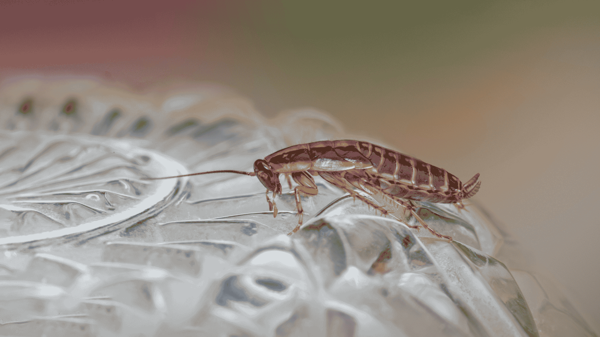 Ride a bug