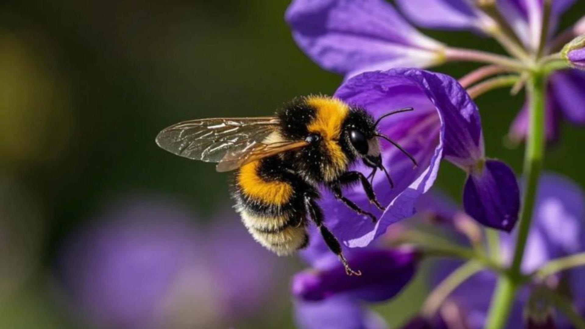 bumblebee