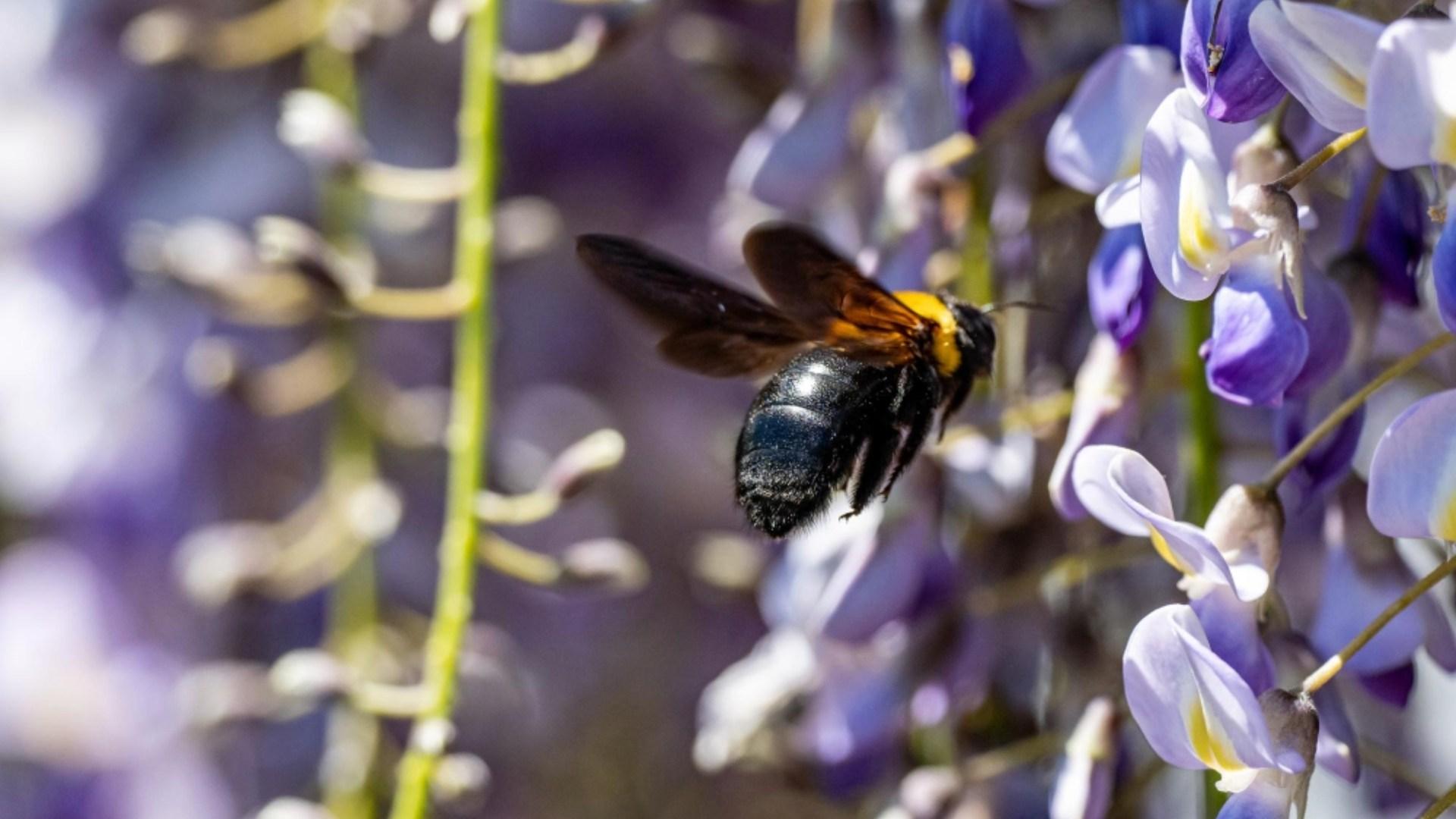 carpenter bee