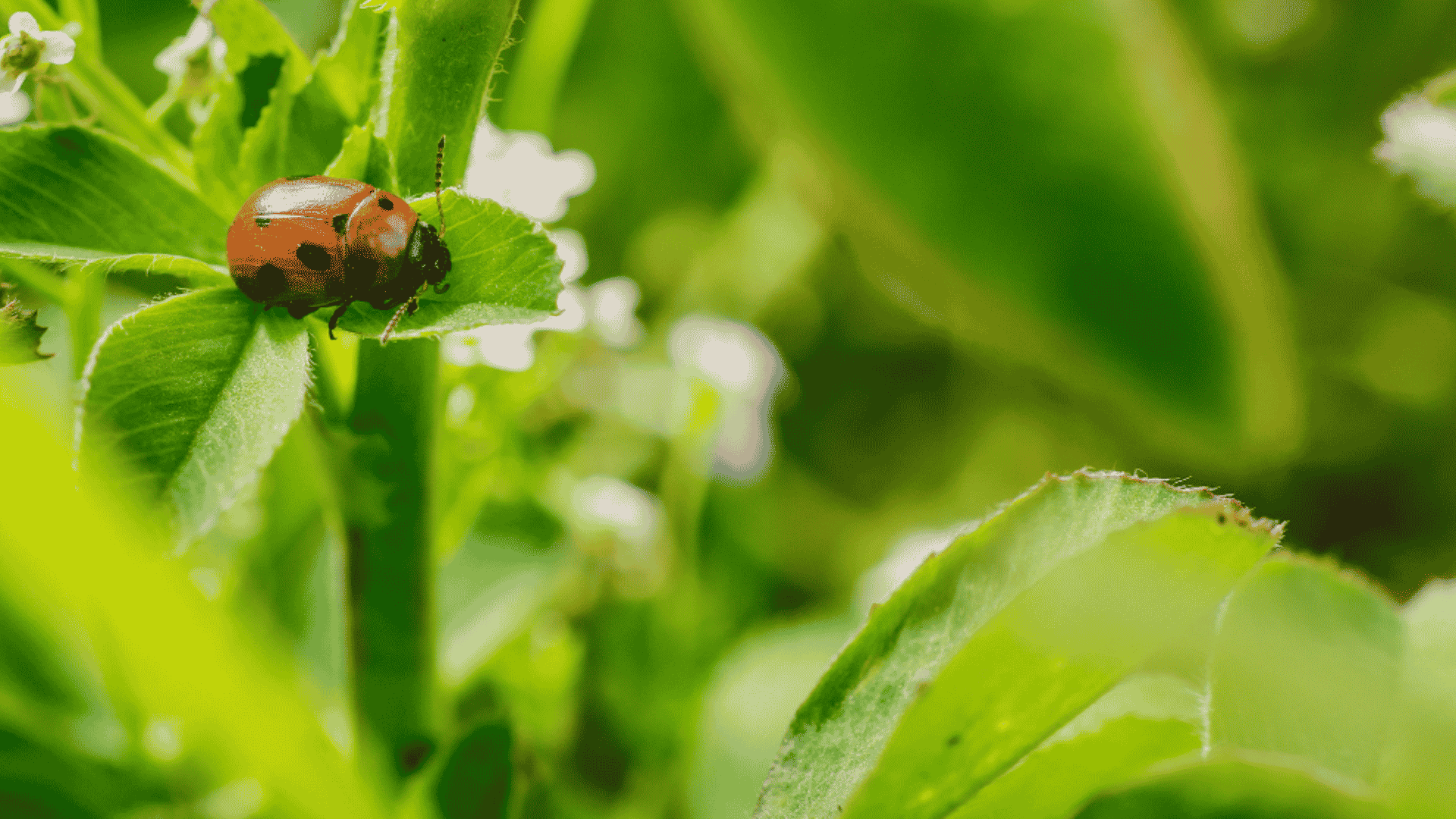 Exterminator in Wilkes County, NC