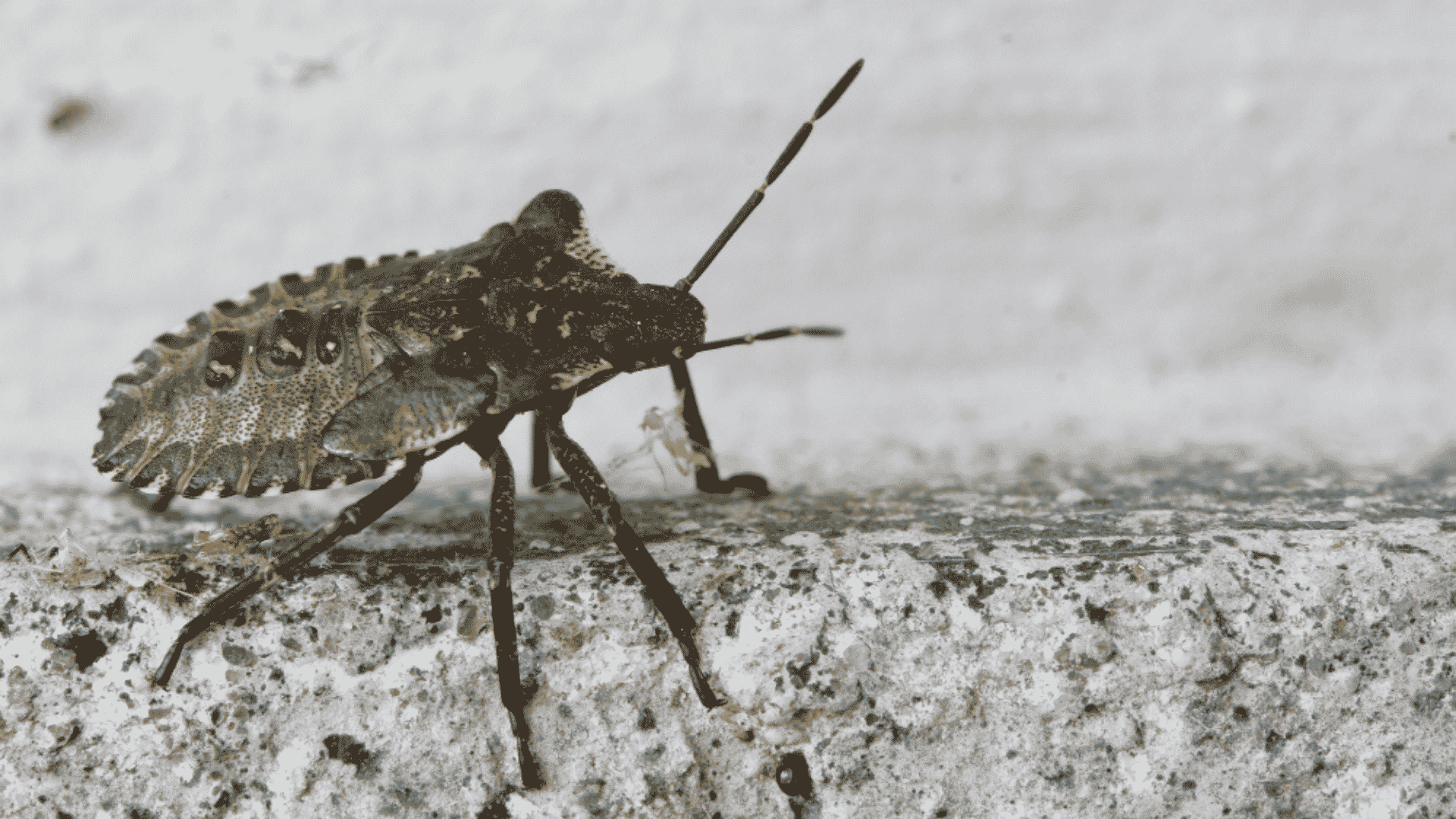 Pest Control in Wilkesboro, NC