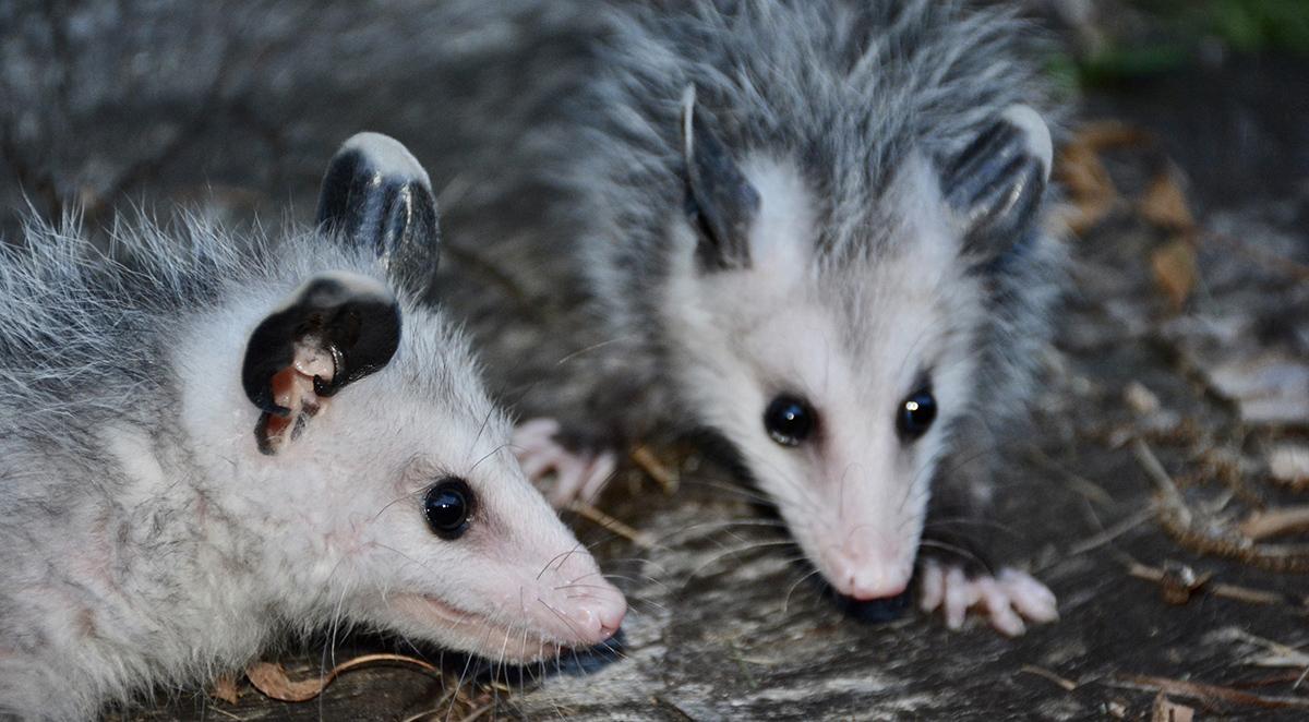 Wildlife Management in Roaring River, NC
