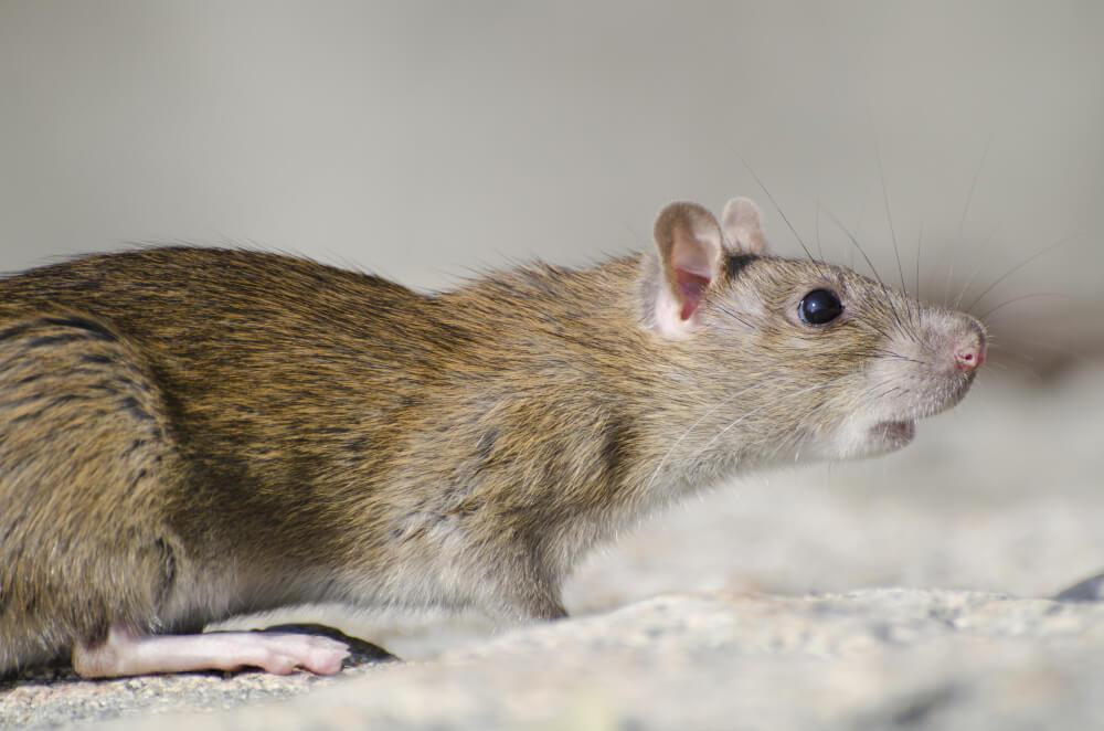  Pest Control in Sherrills Ford