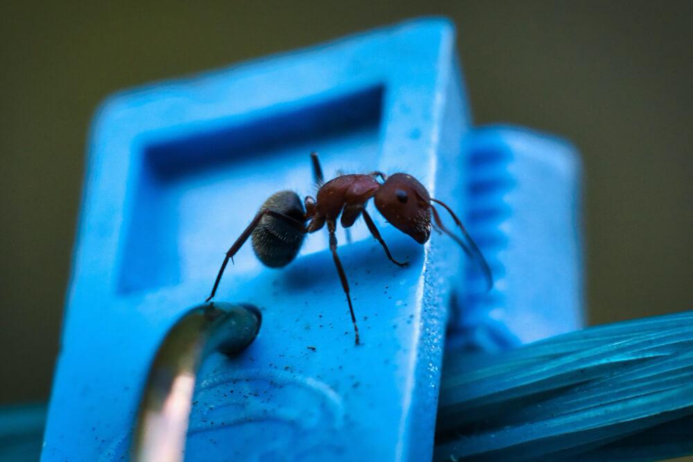Pest Control in Denver
