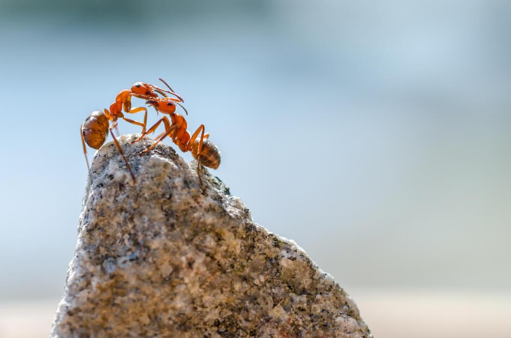 Pest Control in Lake Norman