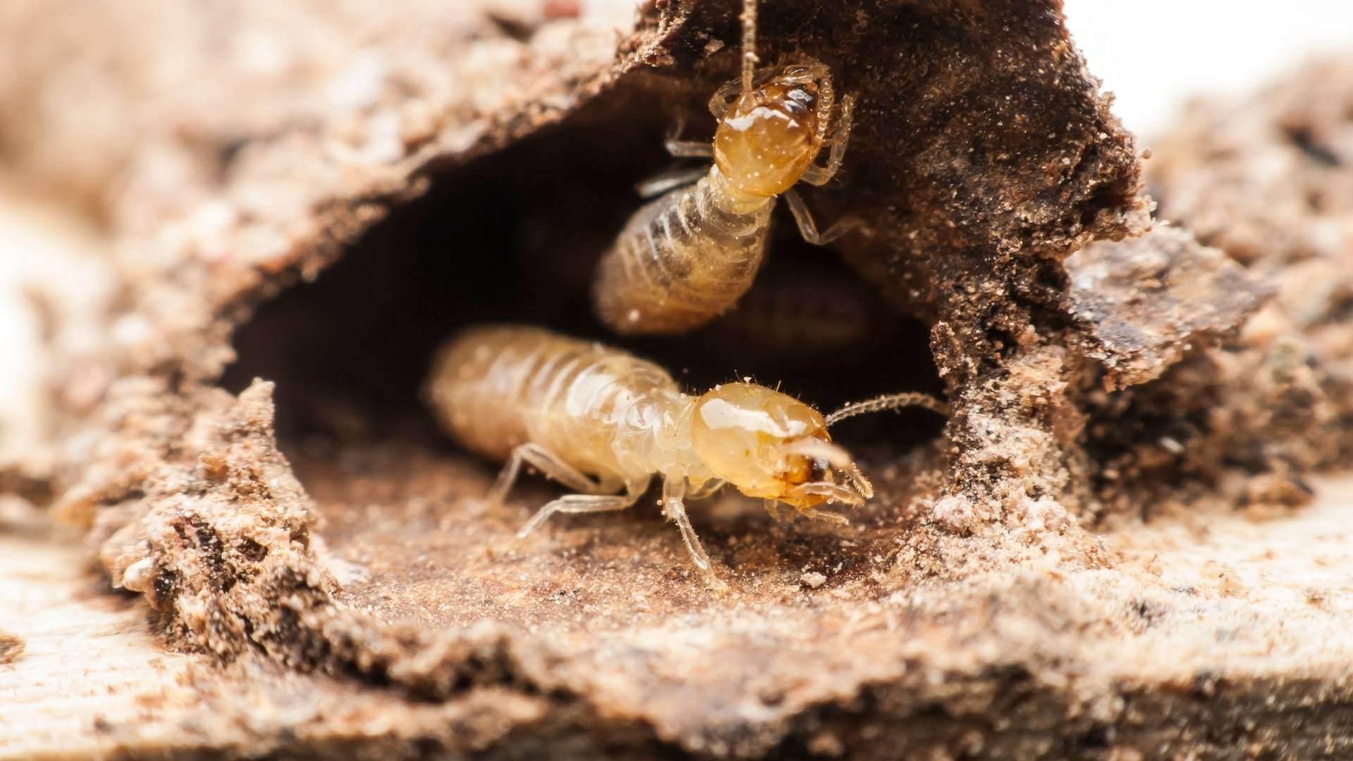 Pest Control in Terrell