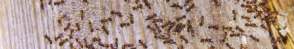 ant-infestation image ant-infestation Ant Infestation and Extermination