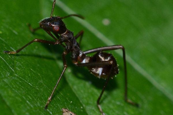 ants 3