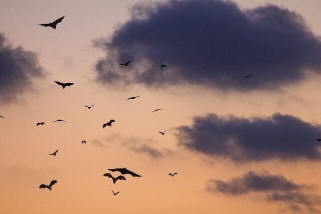 bats in the sky