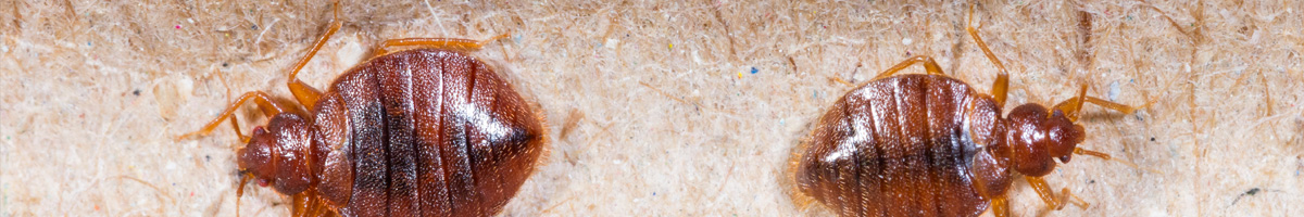bed-bug-mgmt-banner-2023 image bed-bug-mgmt-banner-2023 Bed Bug Management
