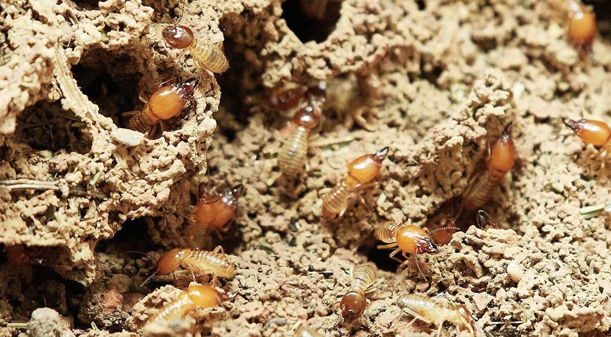 common pests termites