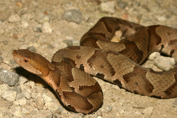 copperhead snake