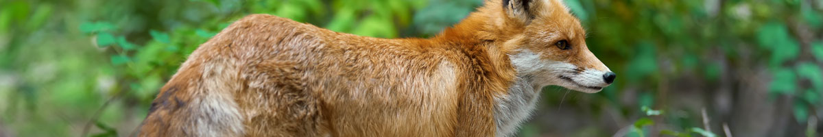 fox-management image fox-management Fox Management and Removal