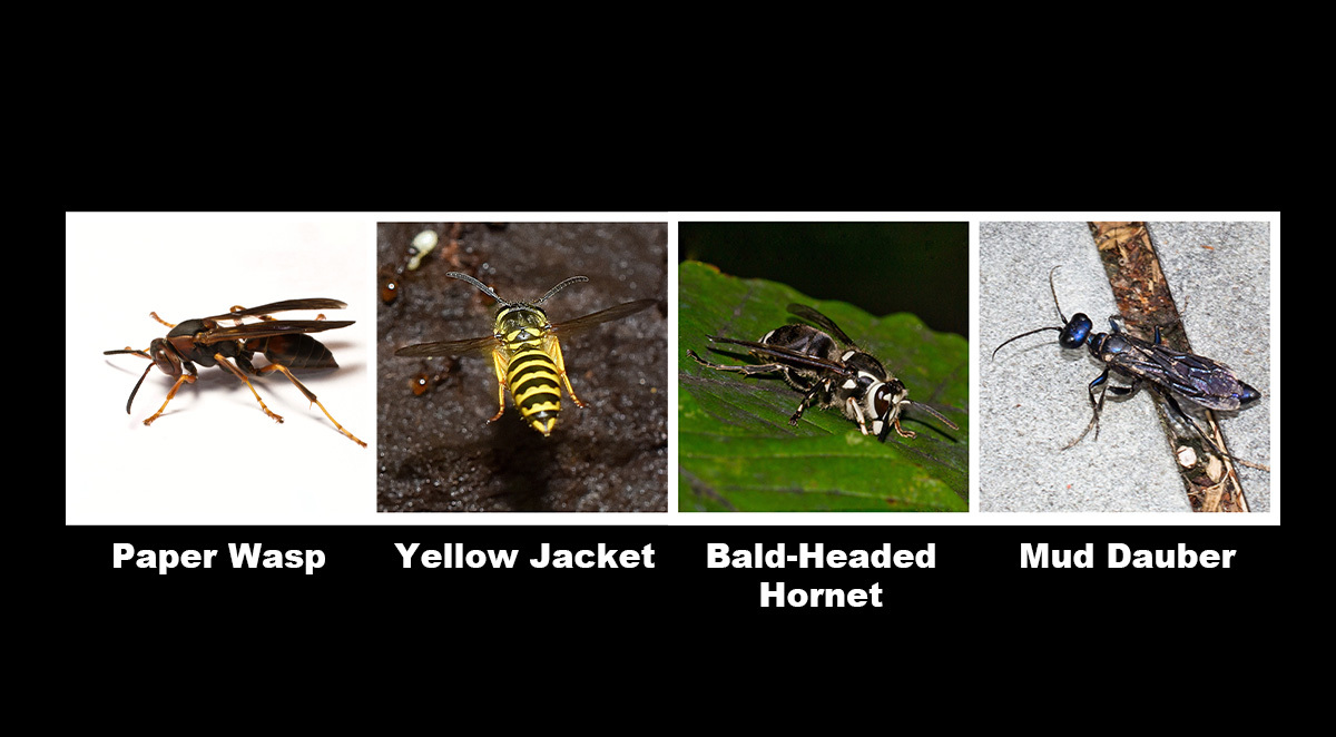 identify wasp type