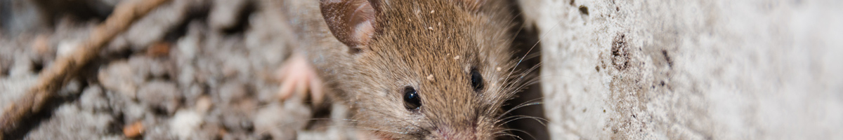 mice-and-rat-management image mice-and-rat-management Mice and Rat Management