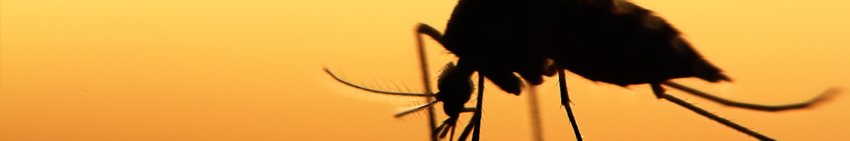 mosquito-mgmt-banner-2023 image mosquito-mgmt-banner-2023 Mosquito Management