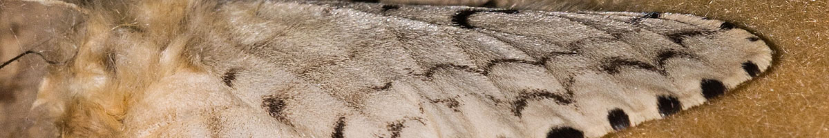moth-management image moth-management Exterminating and Controlling Moths