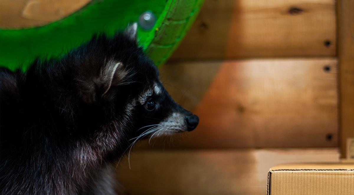 raccoon infestation signs