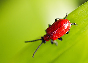 Beetle Management and Extermination