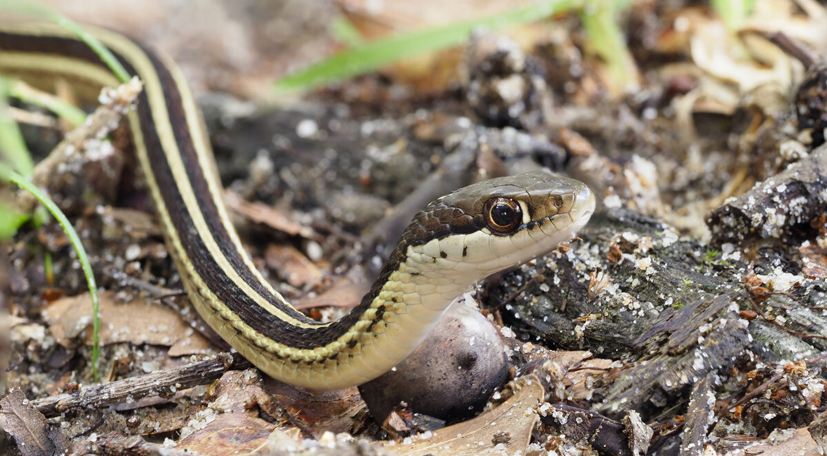 snakes habitat