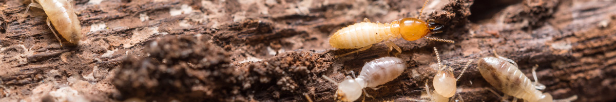 termite-mgmt-banner-2023 Free Guide To Termite Control And Prevention E-Book