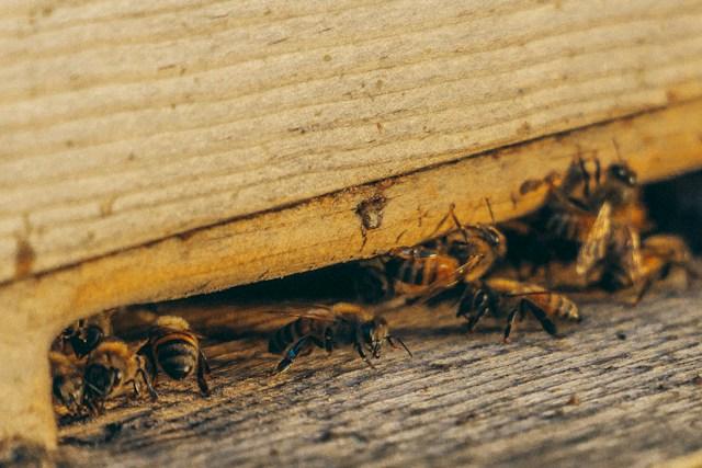  Pest Control in Yadkinville, NC