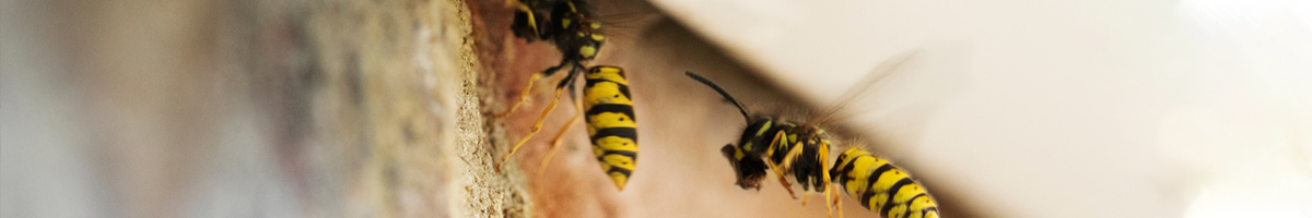 wasp-extermination_2 image wasp-extermination_2 Exterminating Wasps