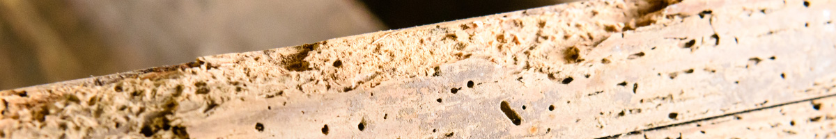 woodworms image woodworms Woodworms extermination