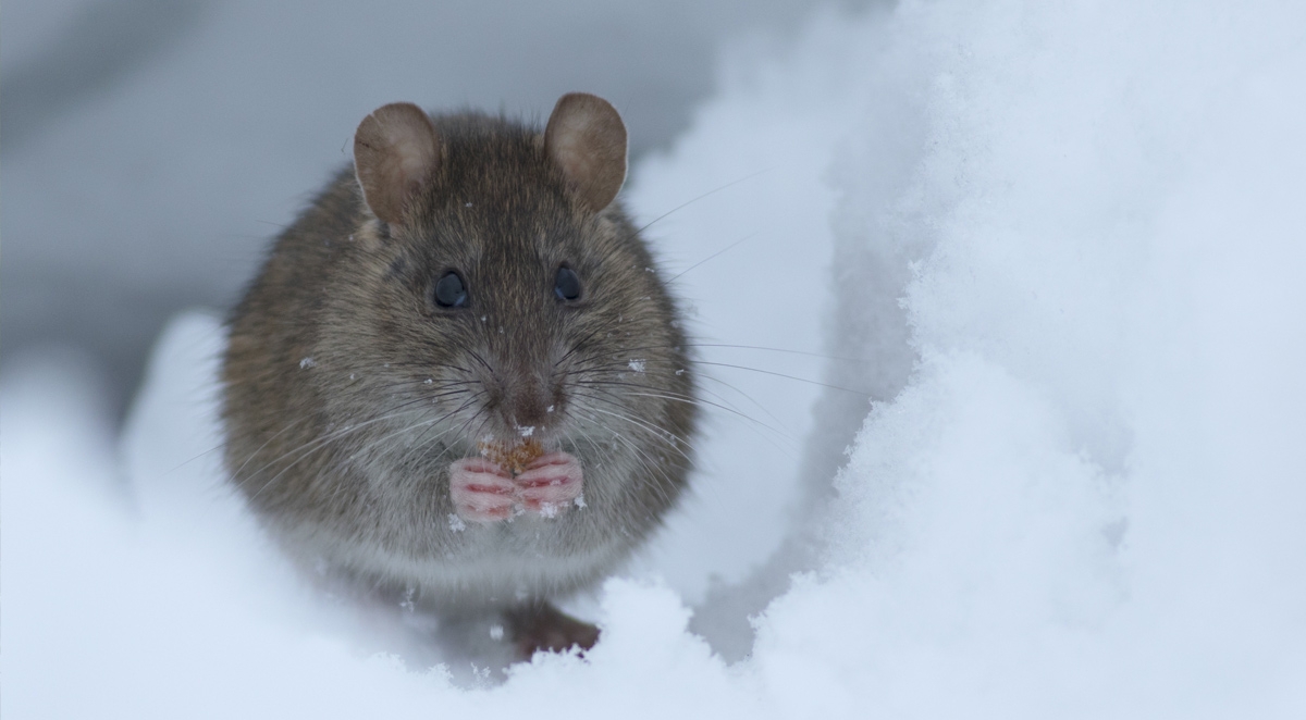 How To Deal With Pesky Intruders Such As Mice in Your House