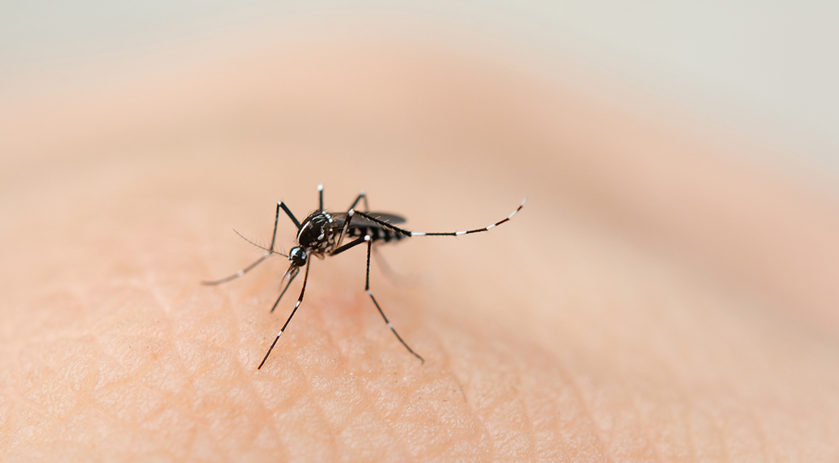 8 Common Summer Pests and What to Do About Them