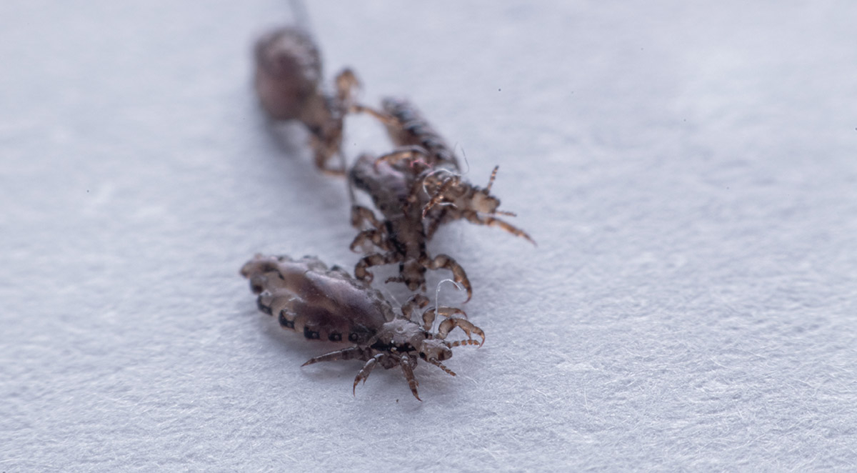 The Importance of Winter Pest Control