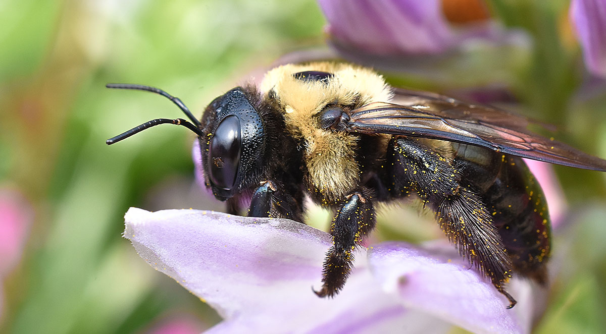 Are Carpenter Bees Dangerous?