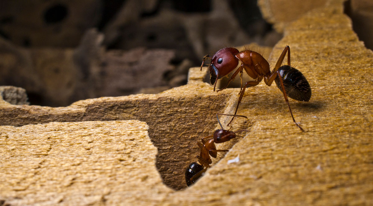 What Attracts Carpenter Ants?