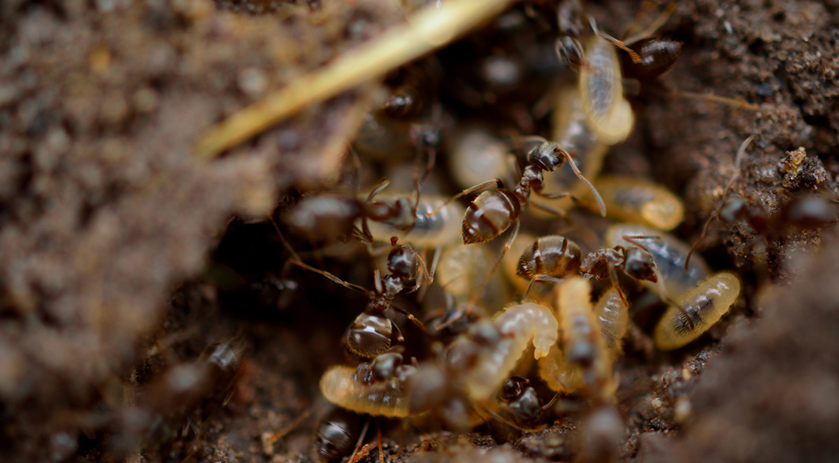 All About Subterranean Termites