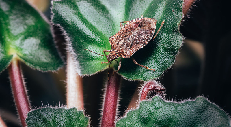 Pests To Look Out for in Early Fall