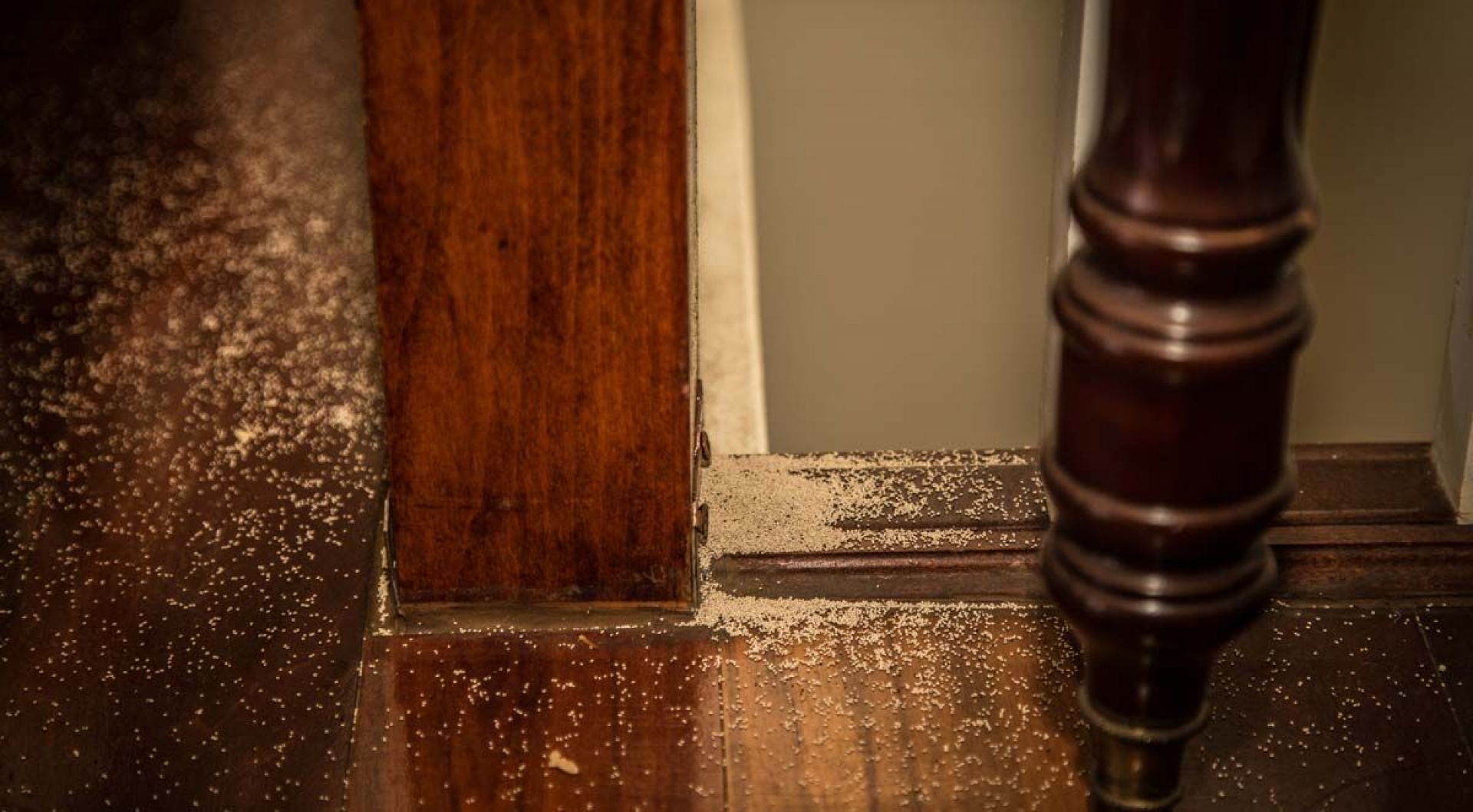 7 Signs You Have Termite Damage