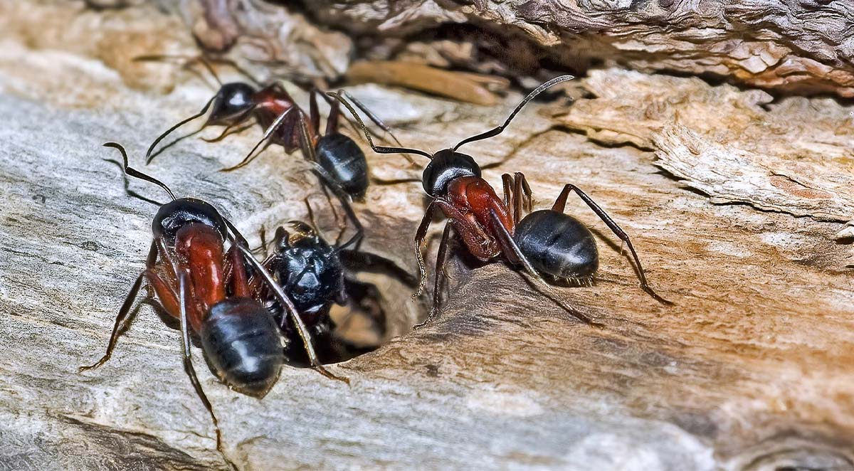 What TO Do and What NOT to Do About Carpenter Ants