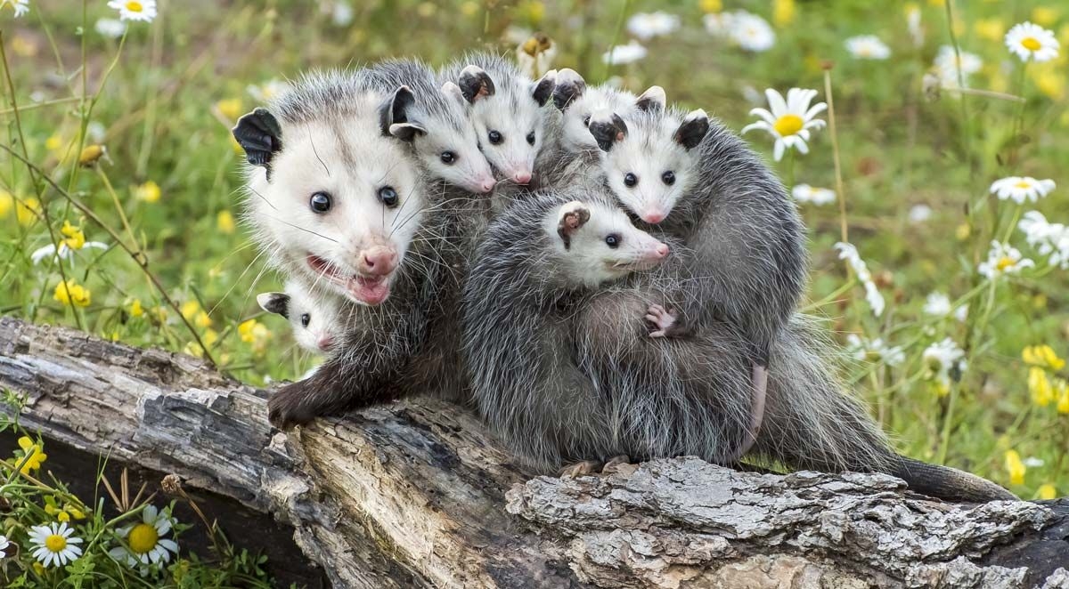 What You Need to Know about Baby Opossums